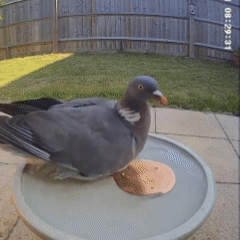 🥇ODALIT™ 99.99% Pure Copper Bird Bath Disk — Keep Your Birdbath Clean Naturally, All Season Long! No Chemicals, No Hassle.